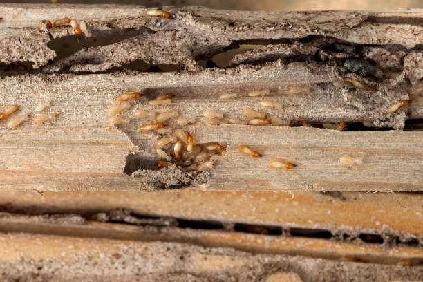 Best Ant Control Services  in Fennville, MI