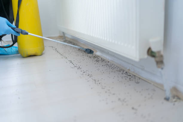 Best Termite Control Services  in Fennville, MI